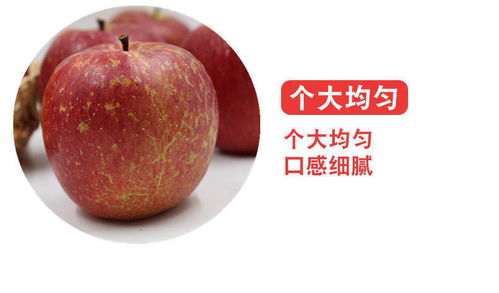 大涼山鹽源丑蘋果 冰糖心紅富士，應(yīng)季脆甜新鮮直達(dá)